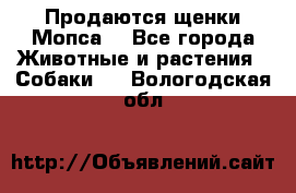 Продаются щенки Мопса. - Все города Животные и растения » Собаки   . Вологодская обл.